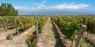 Coches de alquiler en Mendoza